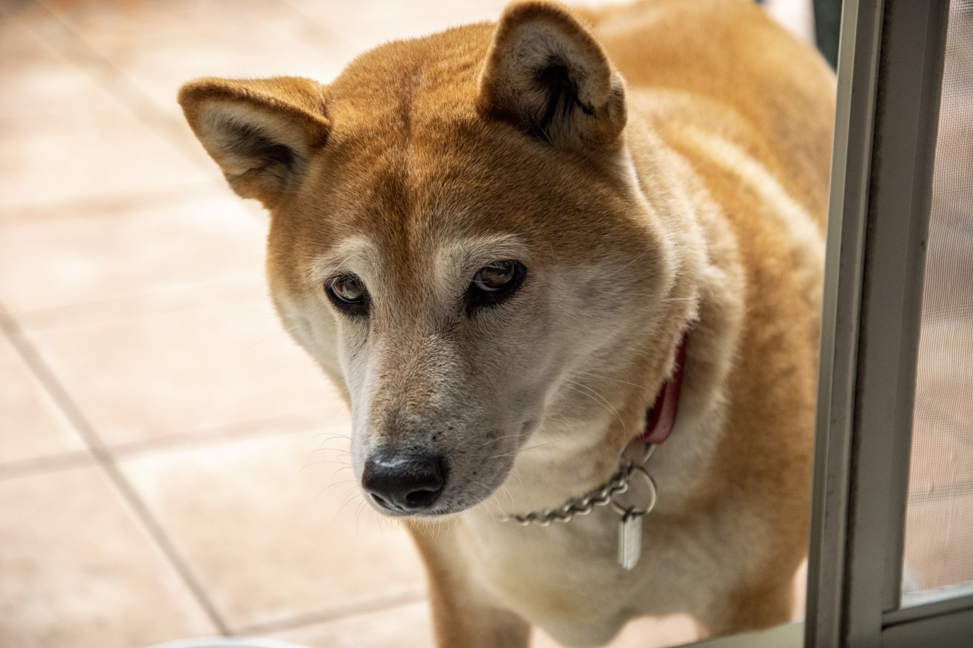 犬の臭いの原因は？気になる臭い対策を解説！