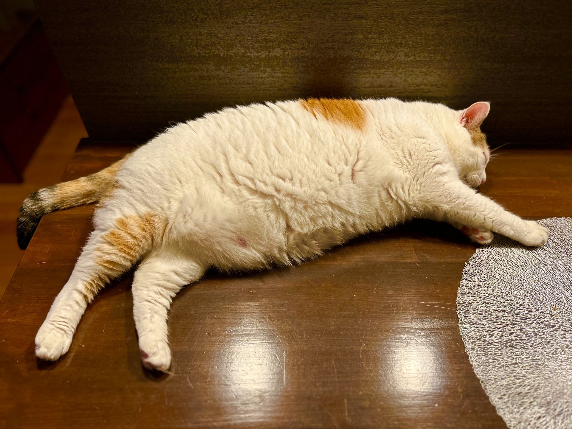 猫の肥満の原因やリスクは？ダイエットのポイントをご紹介！