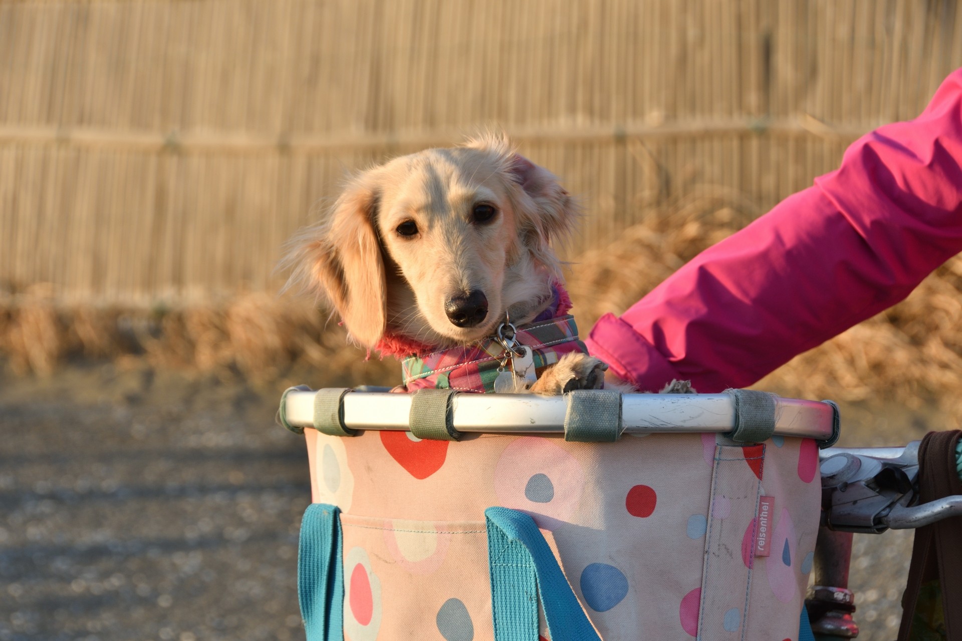 愛犬と自転車でお出かけしたい！前カゴにつける最新ペットキャリーを紹介（大久保製作所「ペットキャリー自転車カゴカバー」）