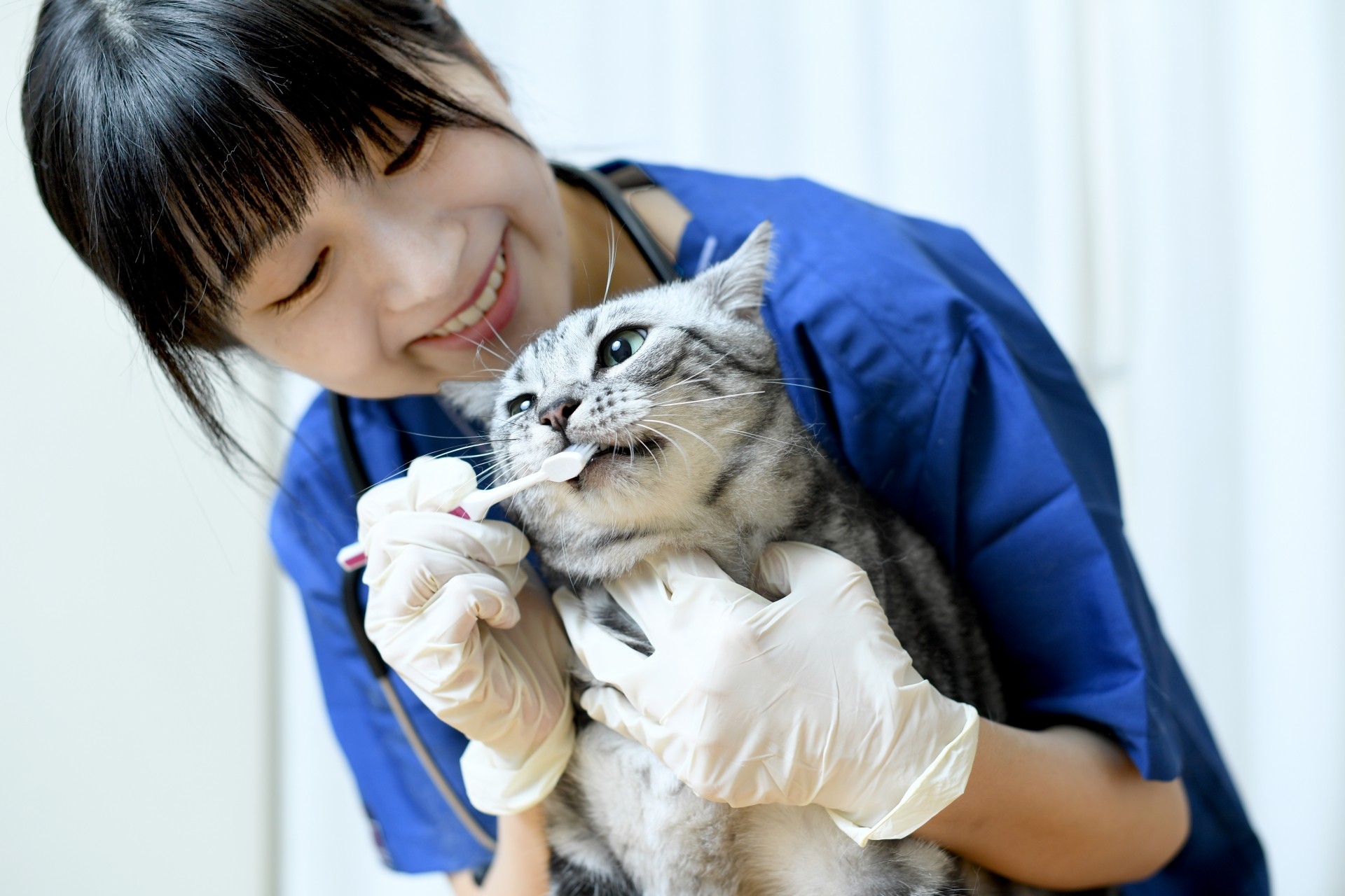 犬や猫の正しい口腔ケア方法｜歯磨きに慣れさせる方法を紹介