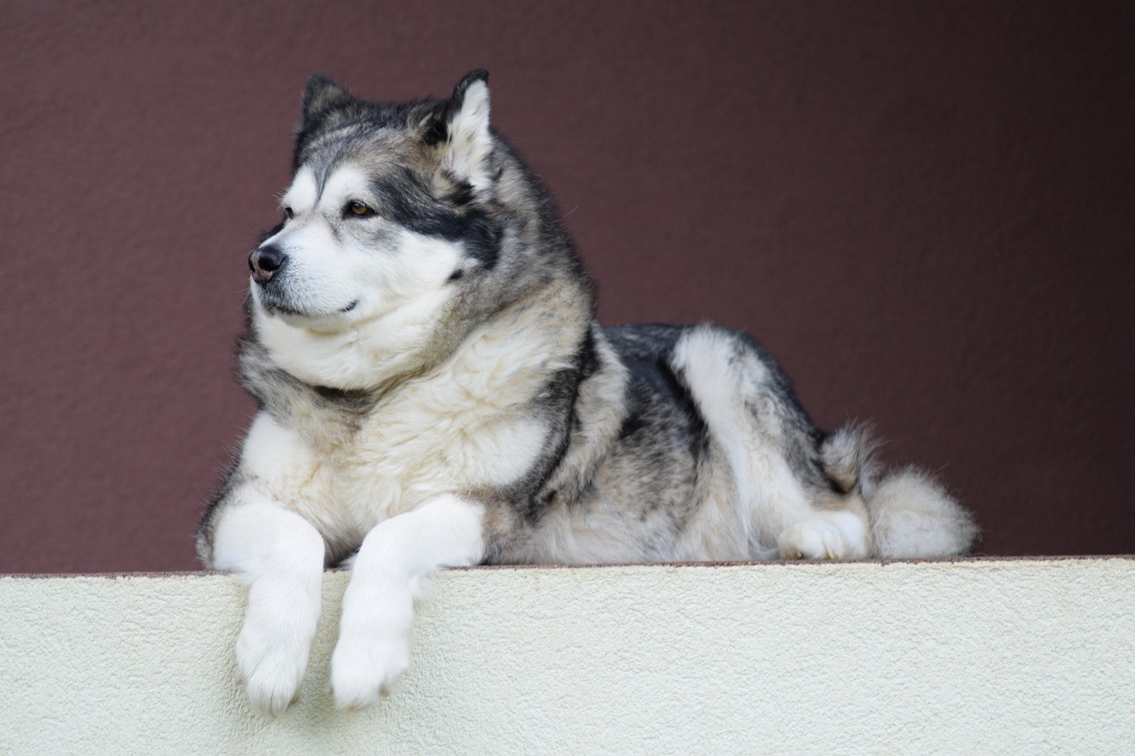 【犬種辞典】アラスカン・マラミュート｜特徴・性格・飼い方のポイント・注意点を解説