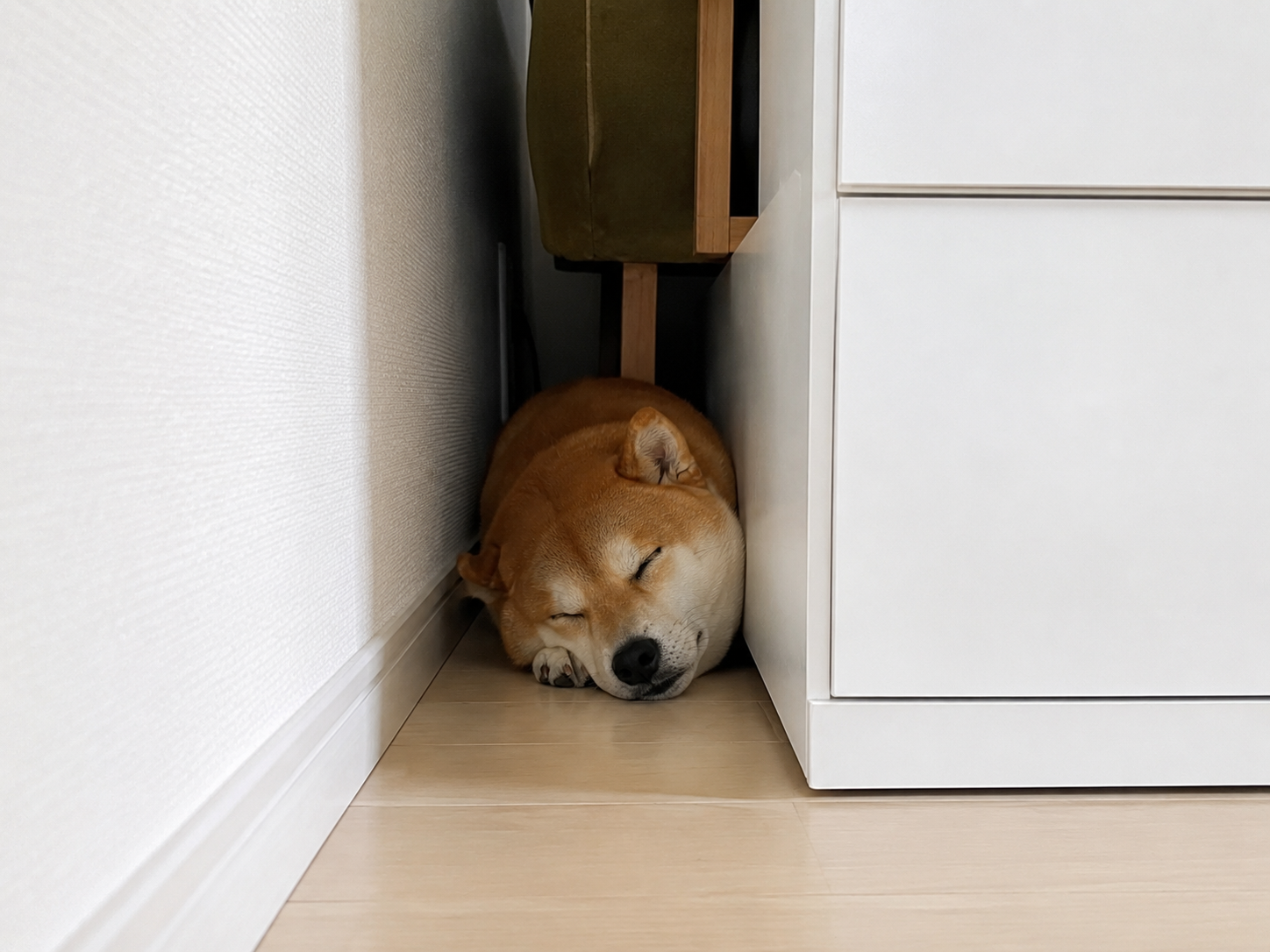 寝る場所でわかる?!愛犬の安心度チェック