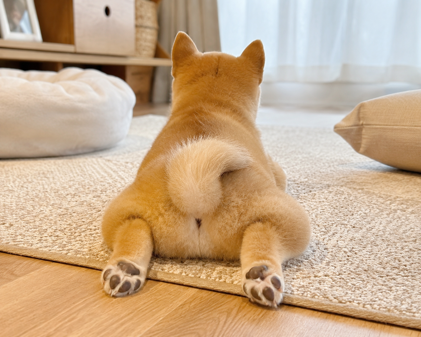 愛犬が「わざと無視する」ように見える理由とは？行動学的に解説