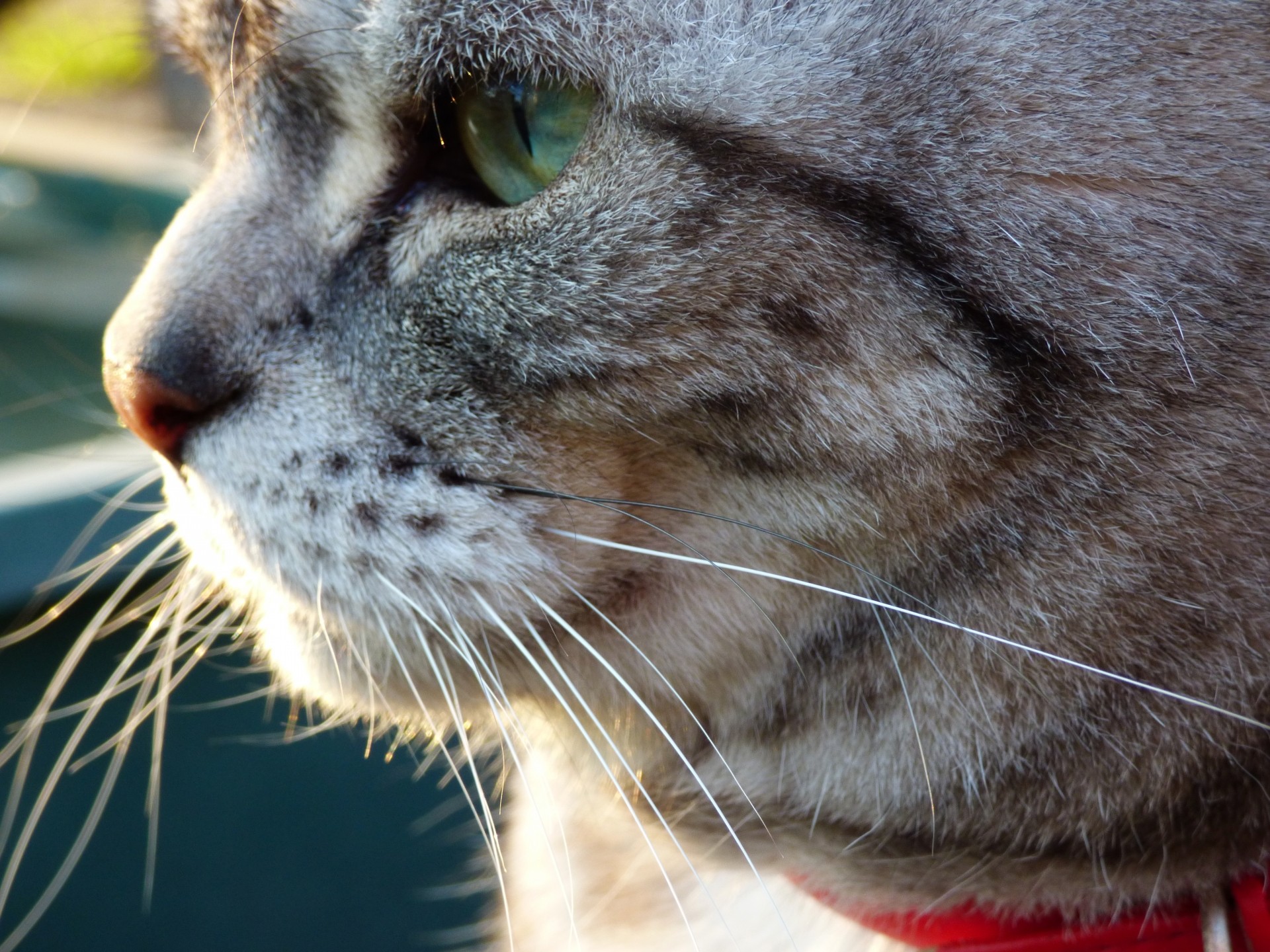 【猫辞典】アメリカンショートヘア｜特徴・性格・飼い方のポイント・注意点を解説