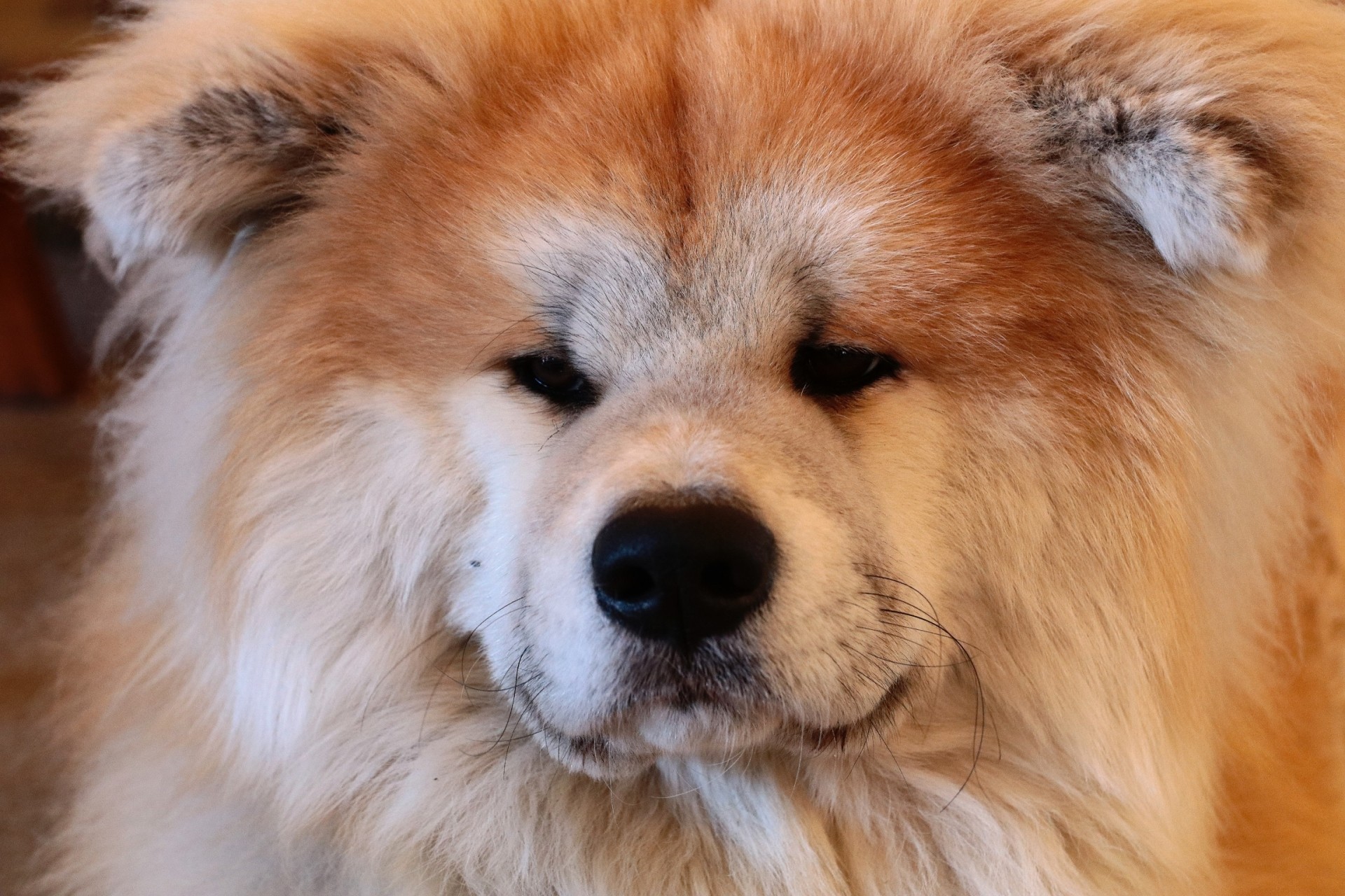 【犬種辞典】チャウチャウ|特徴・性格・飼い方のポイント・注意点を解説