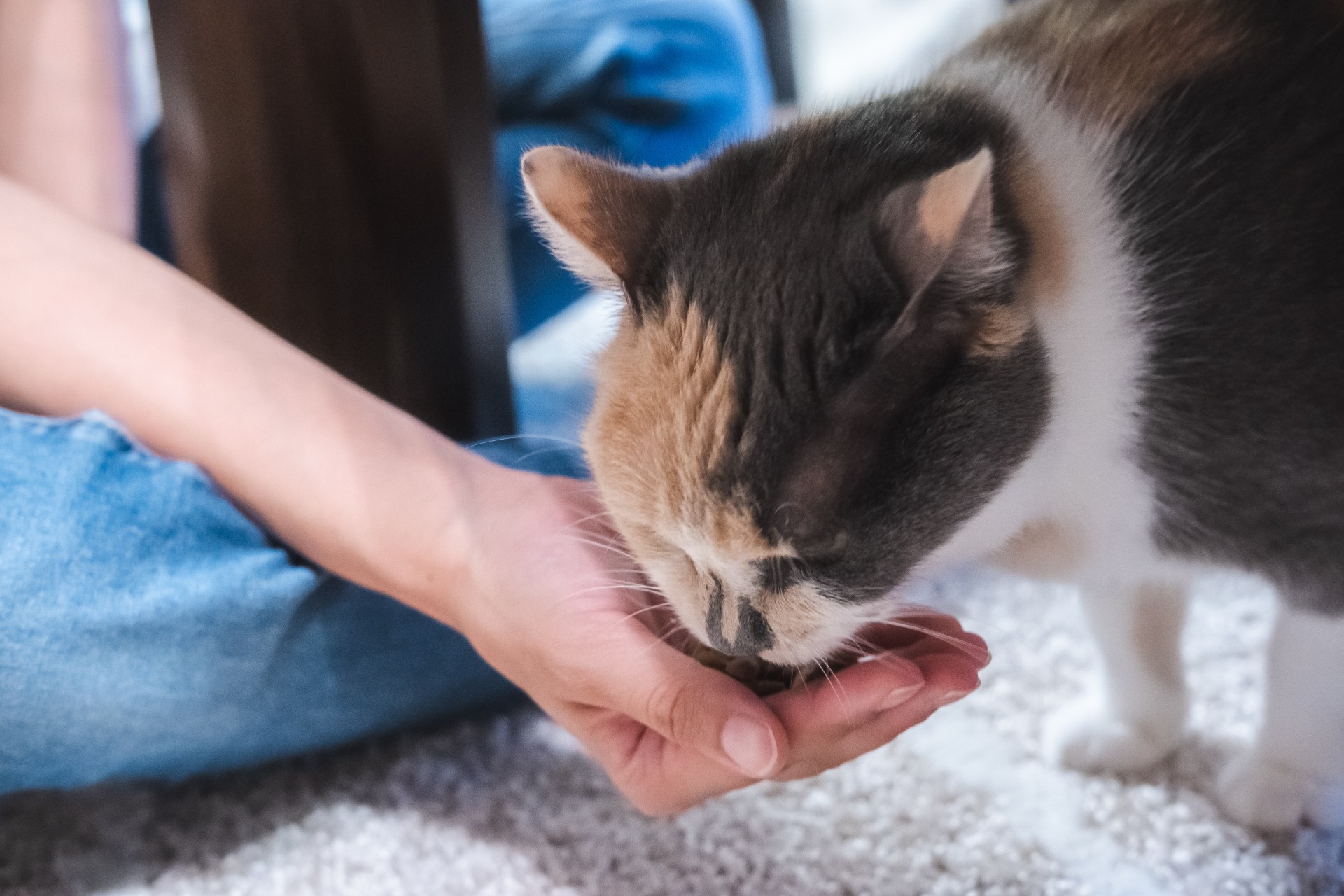 猫にフルーツを与えても大丈夫？食べてもよい果物をご紹介します